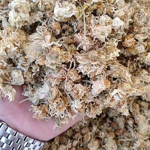 鄄城县河北菊花 药用菊花批发各种中药材