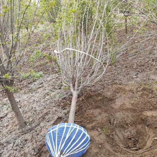  销售优质 暴马丁香 3－10公分 苗圃量大