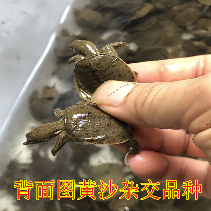 甲鱼苗中华甲鱼苗外塘冷水甲鱼苗养殖水鱼鳖苗中华苗活体批发包邮