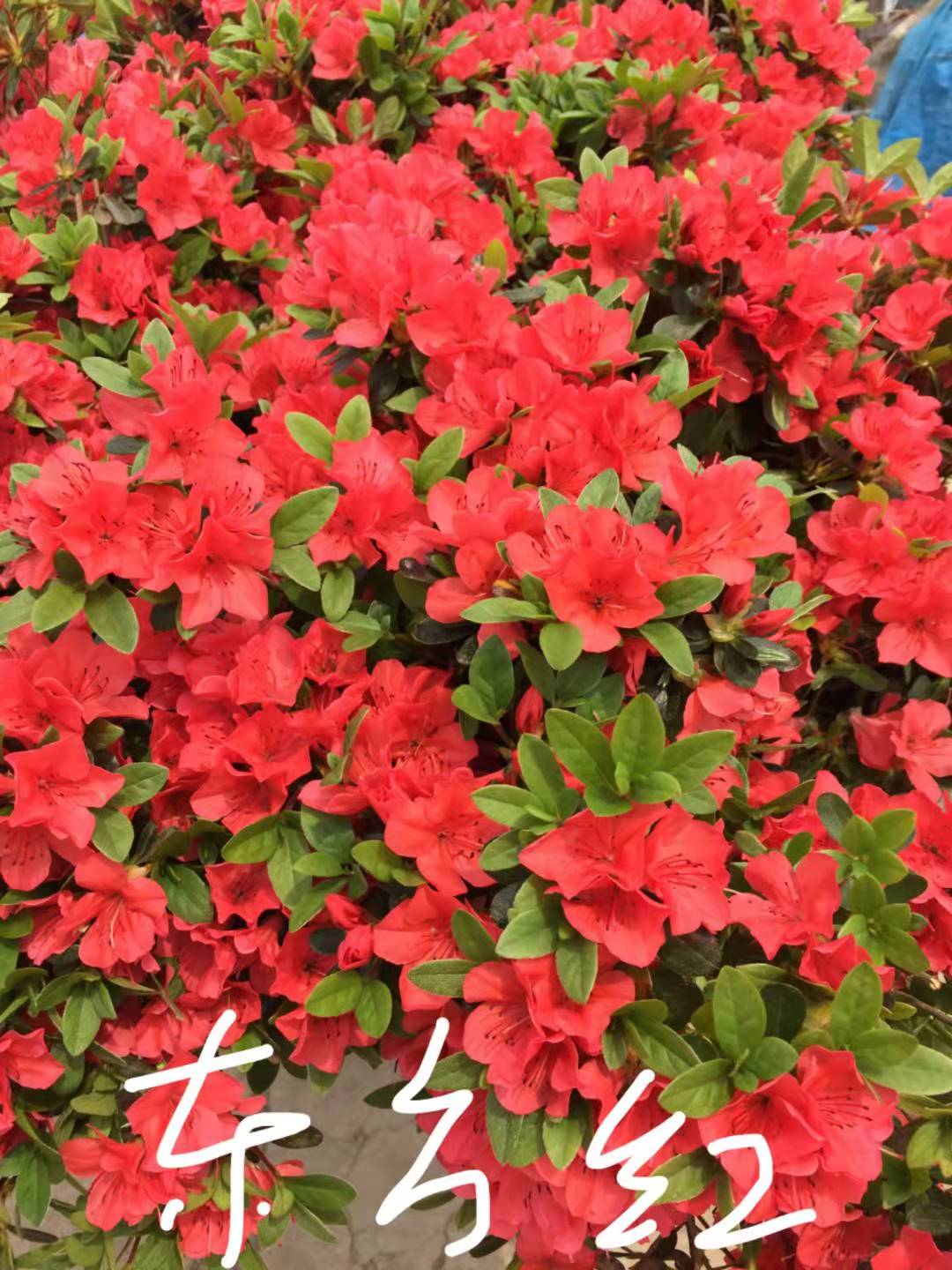 抗寒高山杜鹃苗