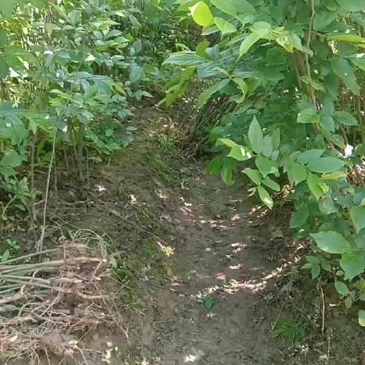 九江朴树苗