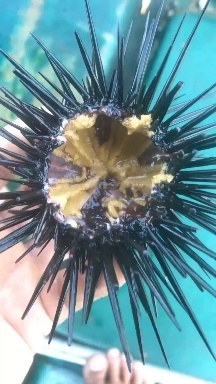 琼海市琼海直发鲜活海胆整车空运保障新鲜到货水产软体类美食享优惠价格
