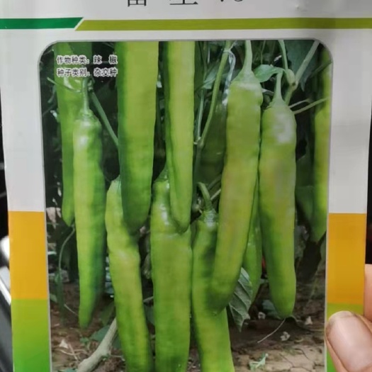 寿光市尖椒种子 羊角型尖椒种一一富星75