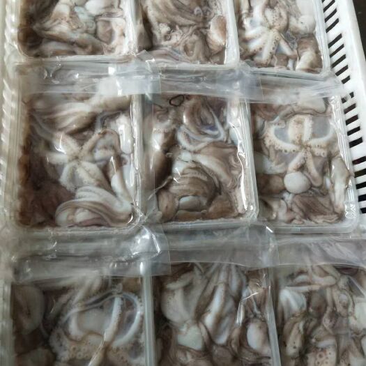 青岛章鱼  八爪鱼