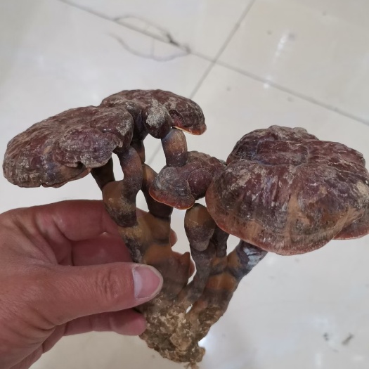 神农架紫灵芝  灵芝