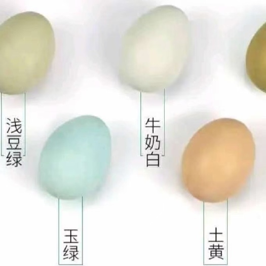 秀山绿壳蛋 散养绿壳土鸡蛋《玉米蛋黄》口感细嫩，蛋黄不梗喉咙。不粘牙齿。