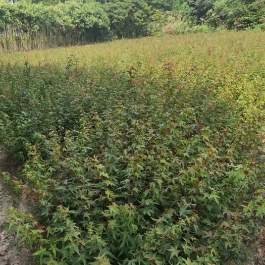  小叶鸡爪槭小苗价格一年生鸡爪槭小苗批发1-3公鸡爪槭小苗价格