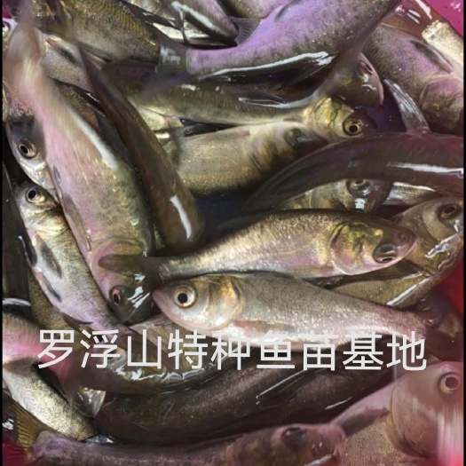花鲢鱼苗 胖头鱼苗 缩骨大头鱼苗 鳙鱼