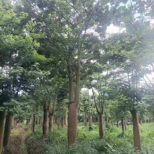 平南县 地栽苗大腹木棉杀头货30-70公分数量3000株