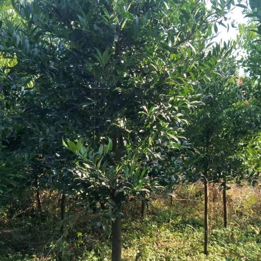 通道县竹柏