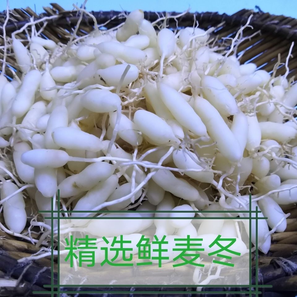 曹县 2021现挖鲜麦冬农家自产自销鲜麦冬果人工挑选粒大饱满新品