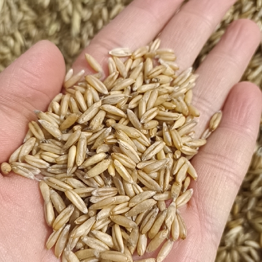 莜麦  绿色有机燕麦