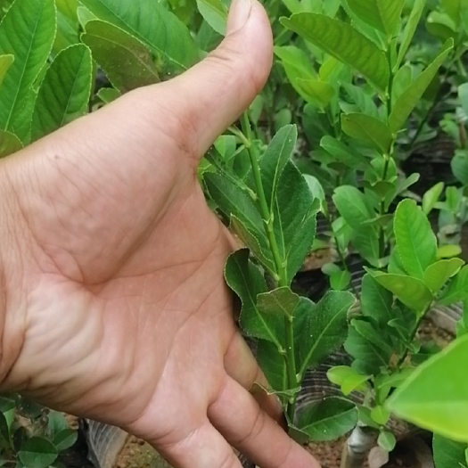 灵山县香水柠檬苗 柠檬苗