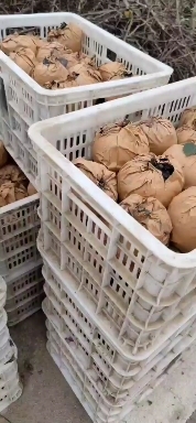 鲁山县晚秋黄梨种植户基地直批 10月10日果在树上 欢迎联系