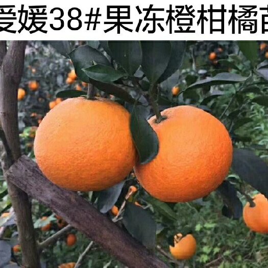 爱媛38号柑桔苗  爱媛38号两年结果树苗，香橙头嫁接个头大