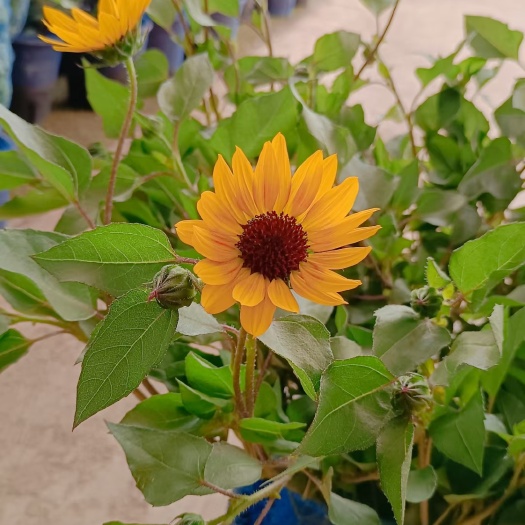 广州2加仑盆光辉岁月向日葵花苞爆满开花机器，货很漂亮状态很好