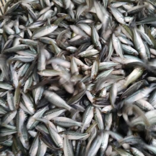 四川加州鲈鱼 我们的鱼苗成活率高，抗病能力强，适应能力强。