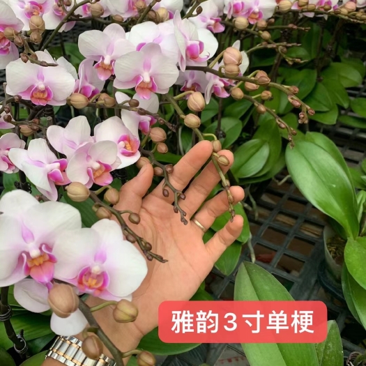 昆明雅韵蝴蝶兰性价比超高，花期和满天红一样长。叶片健壮根系发达