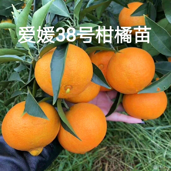 爱媛38号早熟红美人嫁接甜柑橘苗