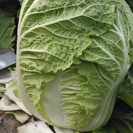 公主岭市黄心大白菜 出售黄心白菜