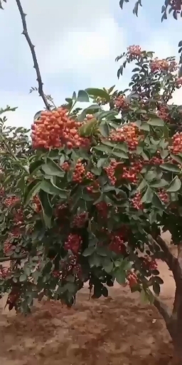 芮城县 花椒