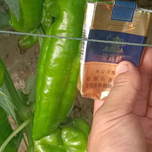 芜湖八号青椒！小皱皮！苏椒！螺丝椒