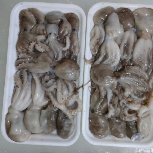 章鱼  八爪鱼