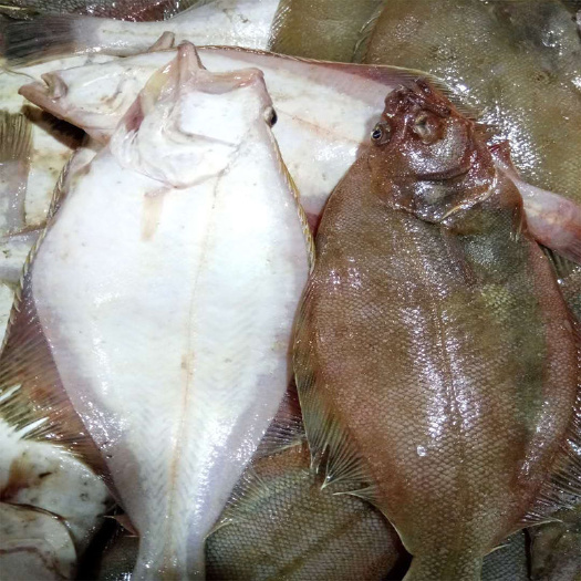 黄尾鲽鱼  新鲜碟鱼海鲜鲜活水产冷冻海鱼深海黄金鲽鱼比目鱼多