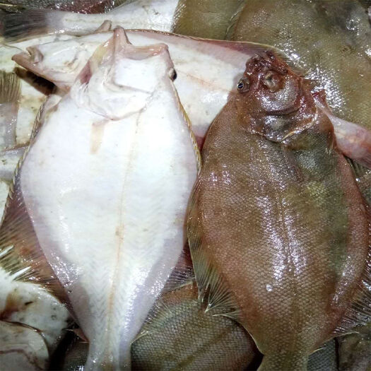 大连黄尾鲽鱼  新鲜碟鱼海鲜鲜活水产冷冻海鱼深海黄金鲽鱼比目鱼多