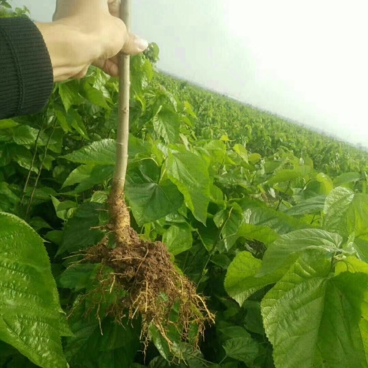 咸阳蛋白桑树苗