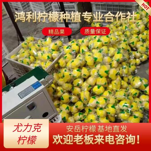 安岳县尤力克柠檬