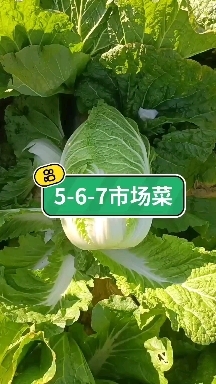 肇州县矮白菜 小秋黄