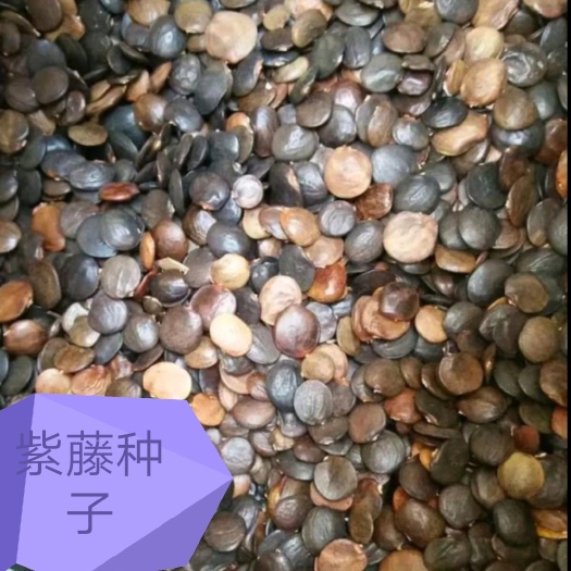 林州市 紫藤种子