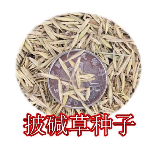隆德县优质披碱草种子四季养殖牧草种子披碱草种子批发垂穗披碱草