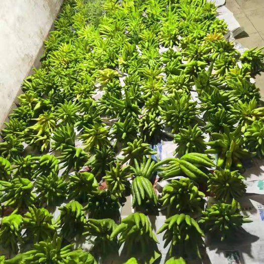昆明 广佛手 西双版纳佛手可食可观赏大量现货 产地直发可零担整车发