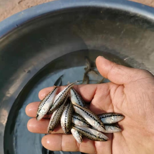 澜沧县鲈鱼苗  我们的鱼苗成活率高，适应能力强，抗病能力强