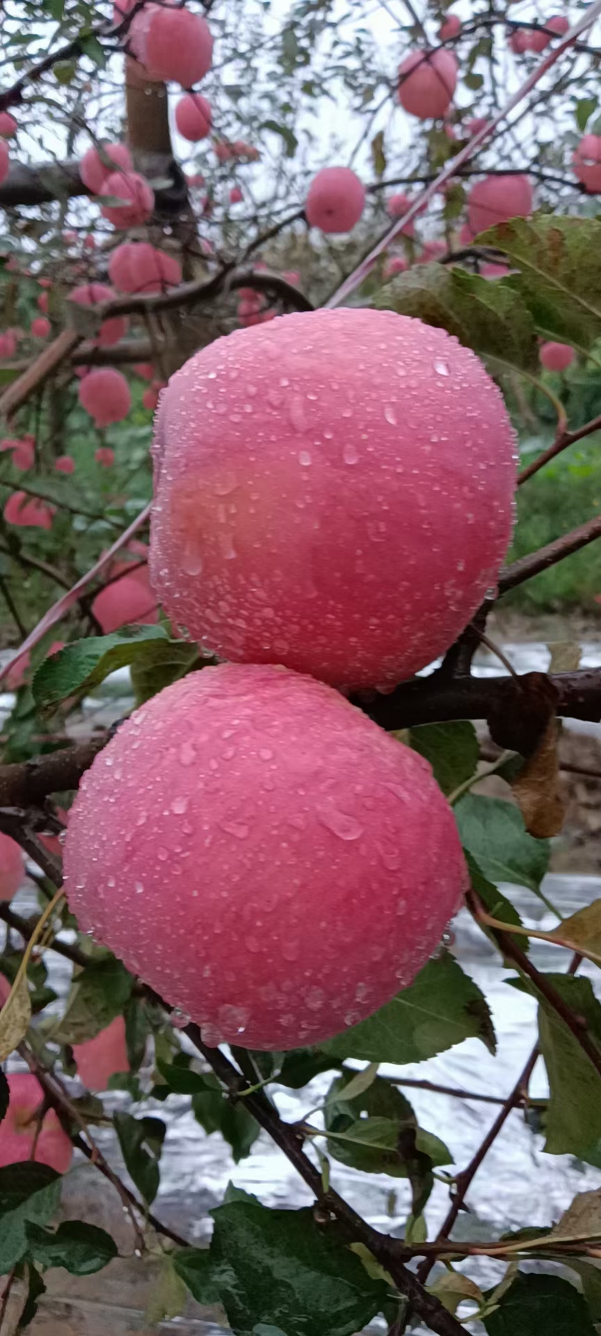  黄土高原红富士苹果