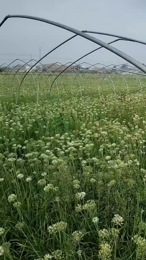 兰陵县韭菜花