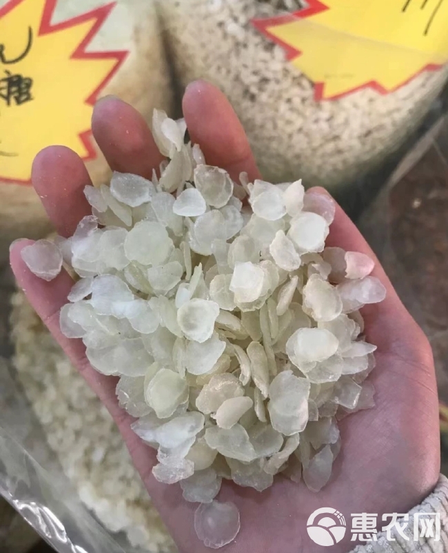 雪莲子/皂角米种植大户云南1500亩种植基地一手货源