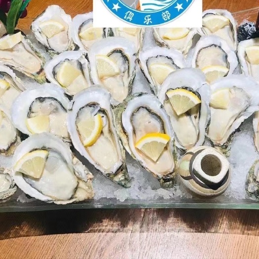 佛山深海生蚝  深海刺身生蚝