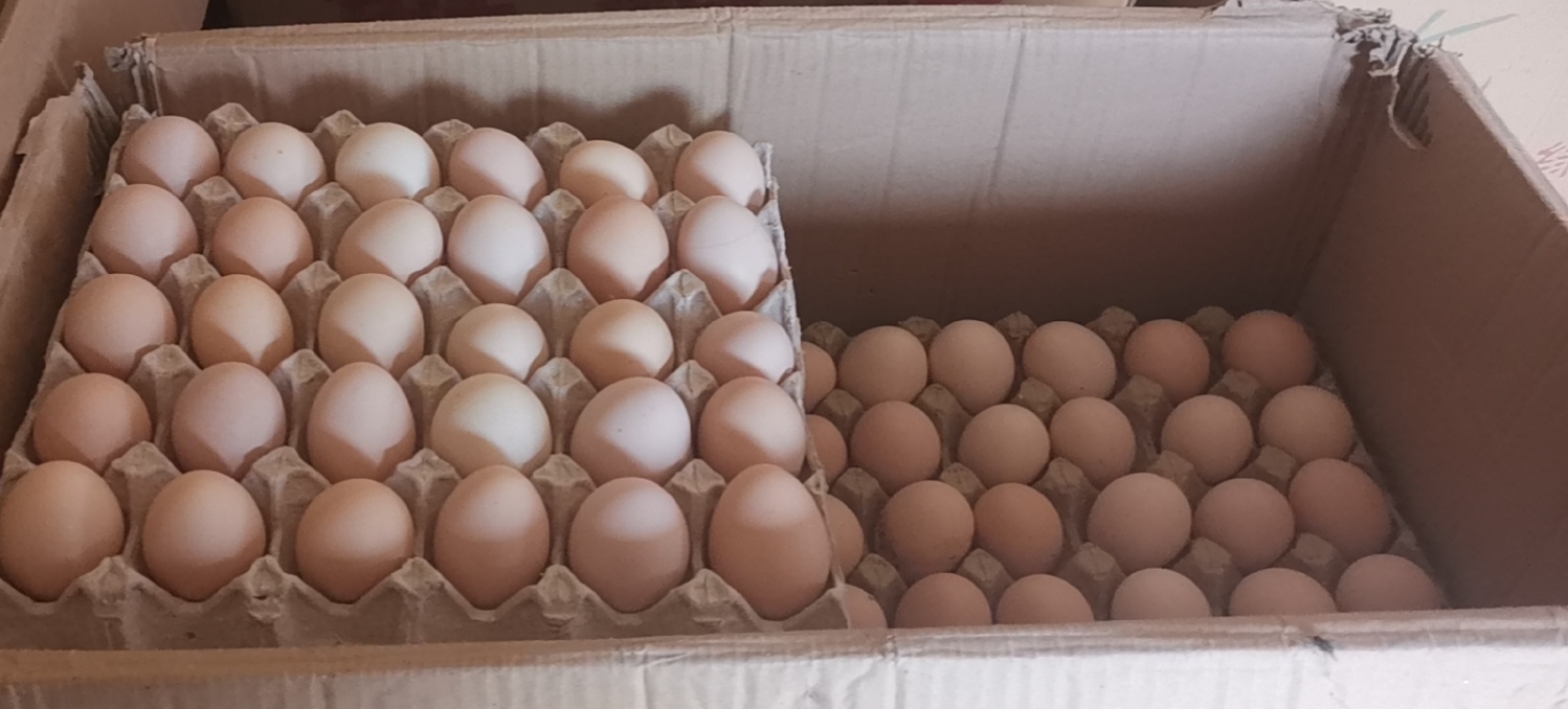 新泰市鸡种蛋  孵化场直售种蛋青脚琅琊土鸡高受精可孵化受精率高达94%