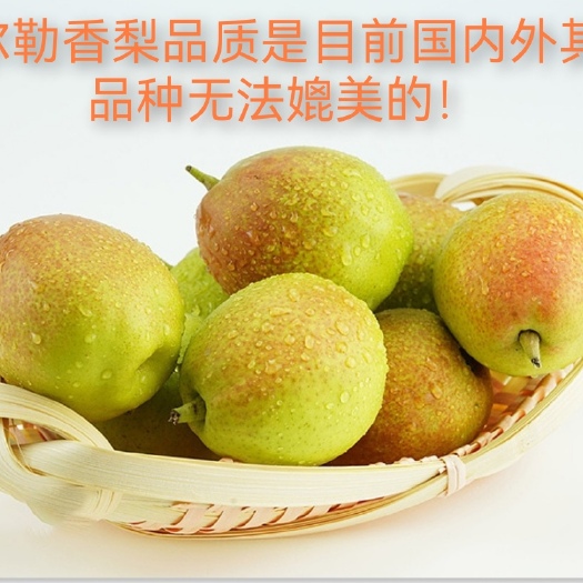 库尔勒市新疆库尔勒香梨