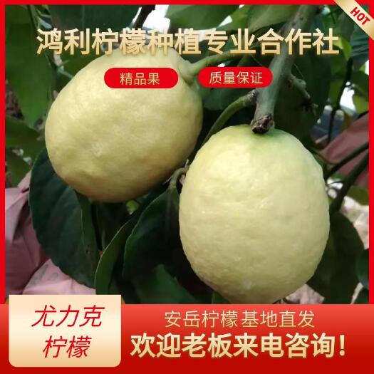 安岳县安岳尤力克柠檬