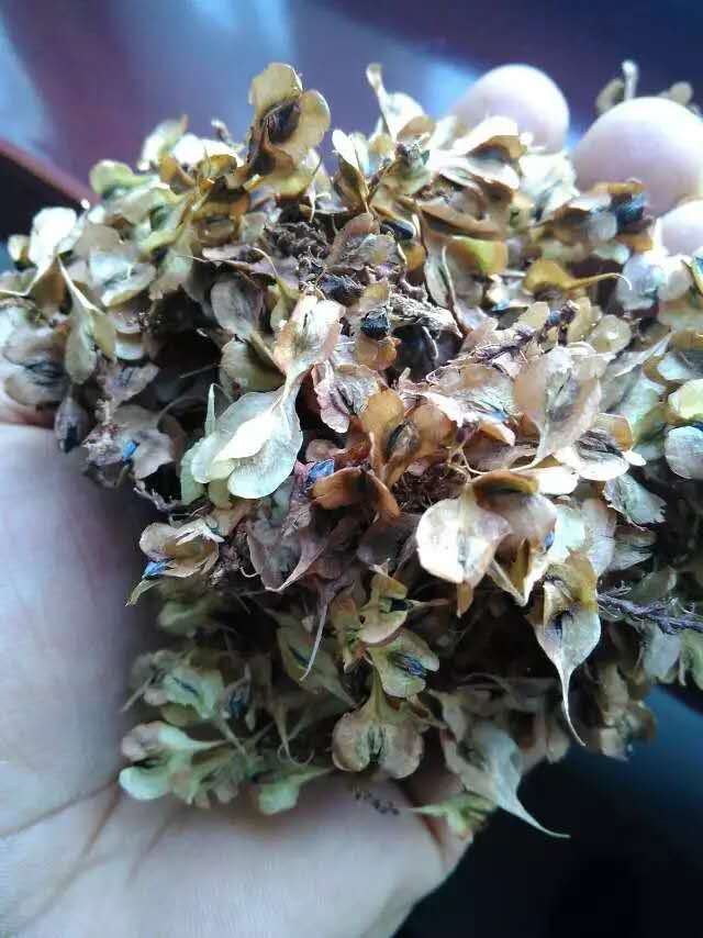九江白芨种子 虎杖种子当年新采虎杖价格虎杖种子批发