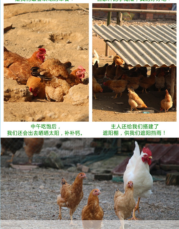 散养初生蛋小鸡蛋旅游蛋双黄蛋大蛋放养包破损全国发货精品蛋保质