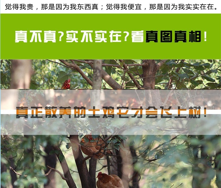 散养初生蛋小鸡蛋旅游蛋双黄蛋大蛋放养包破损全国发货精品蛋保质