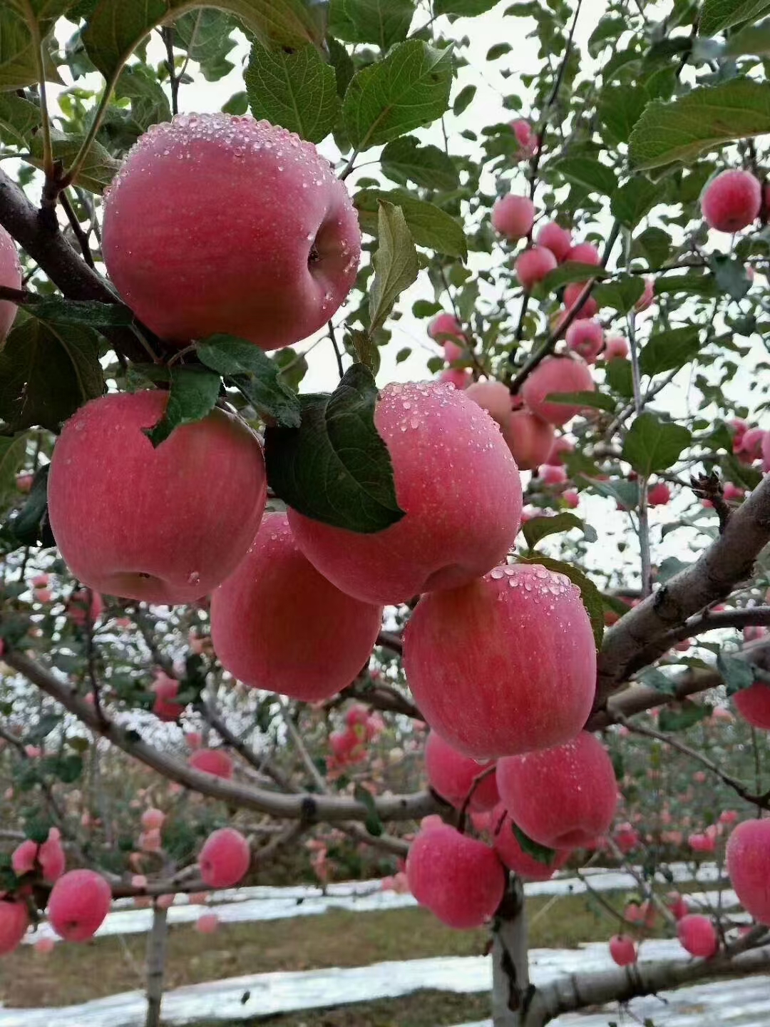  黄土高原红富士苹果