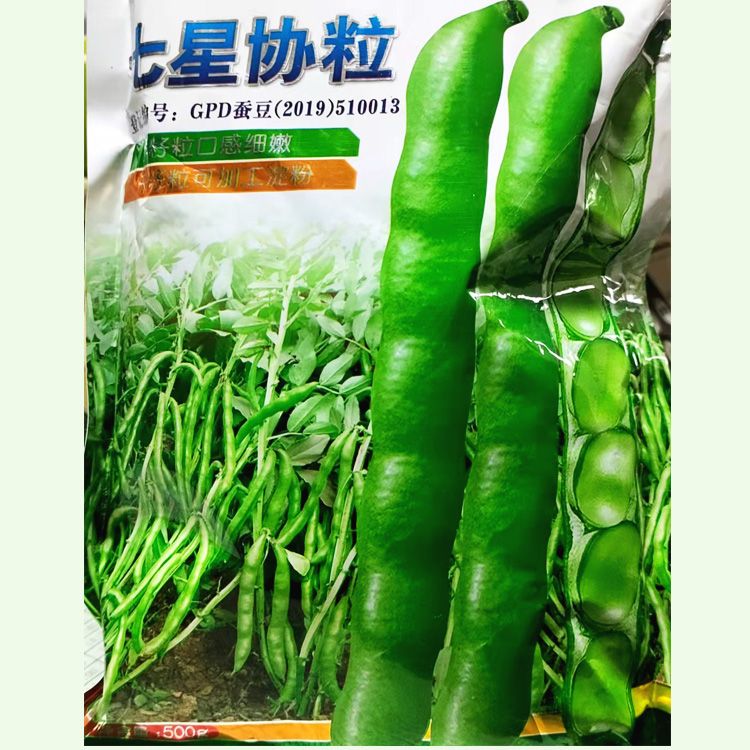 湘乡市七星蚕豆种子 七粒蚕豆种子 大蚕豆种子500克