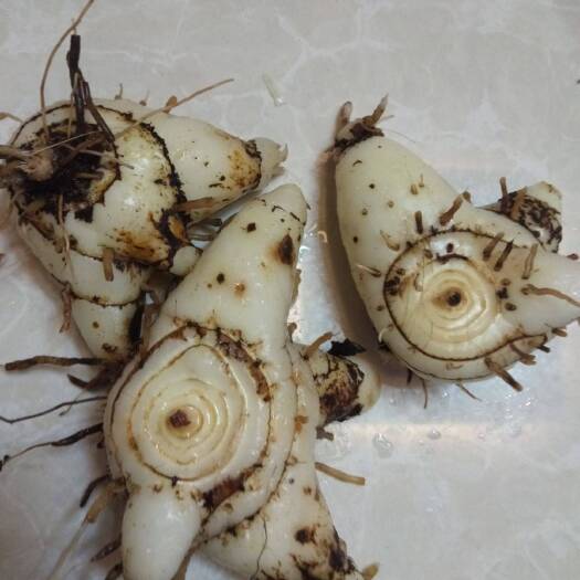 云县白及 自芨三叉白芨