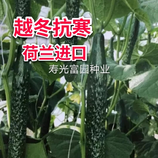 寿光市绿先锋112  绿皮黄瓜种子黄瓜品种